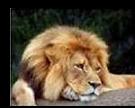 MKxLion